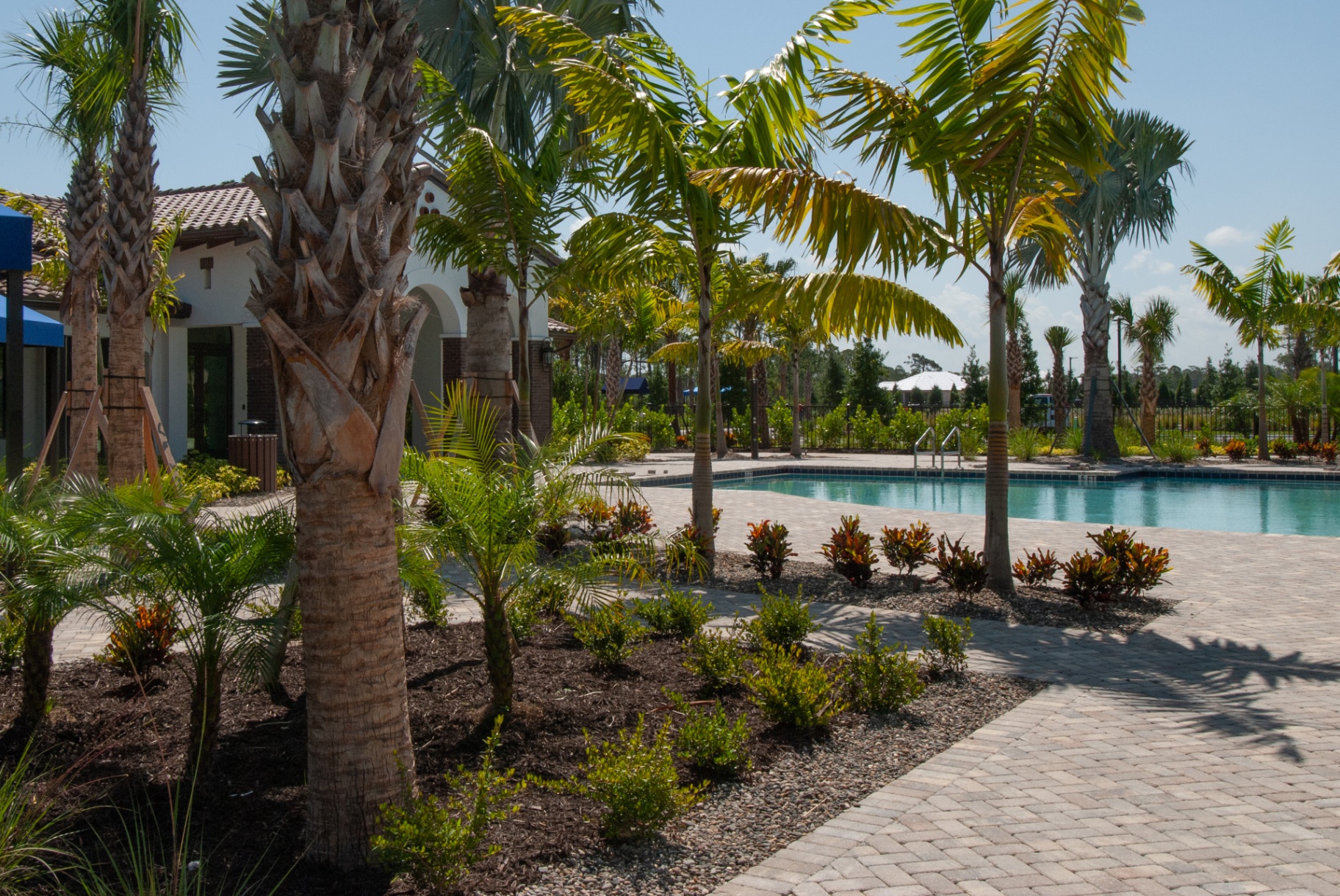 Poolside landscape at Vicenza with palms, colorful plantings, and patterned paver decking