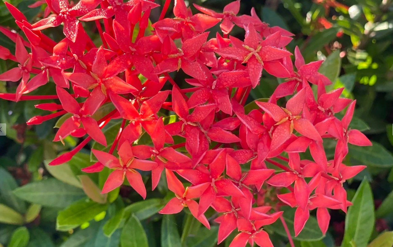 Vivid coral ixora blooms in the Westin Sarasota gardens