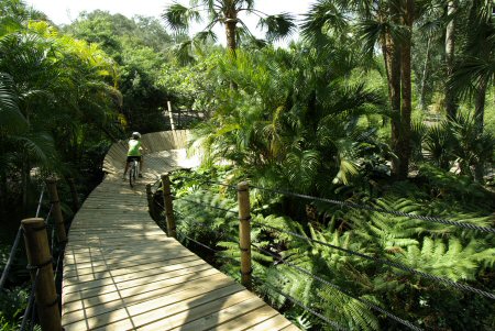 Single boardwalk trail winding through dense tropical palms and ferns
