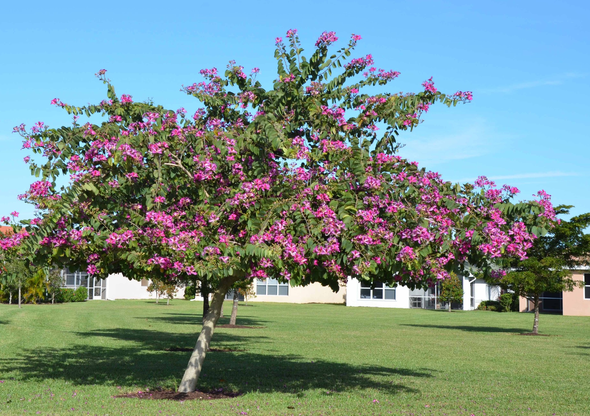 Hong Kong orchid tree in full pink bloom on a manicured lawn