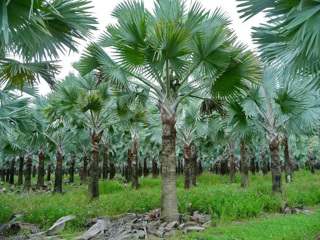 Grove of silver-blue Bismarck palms at the grower