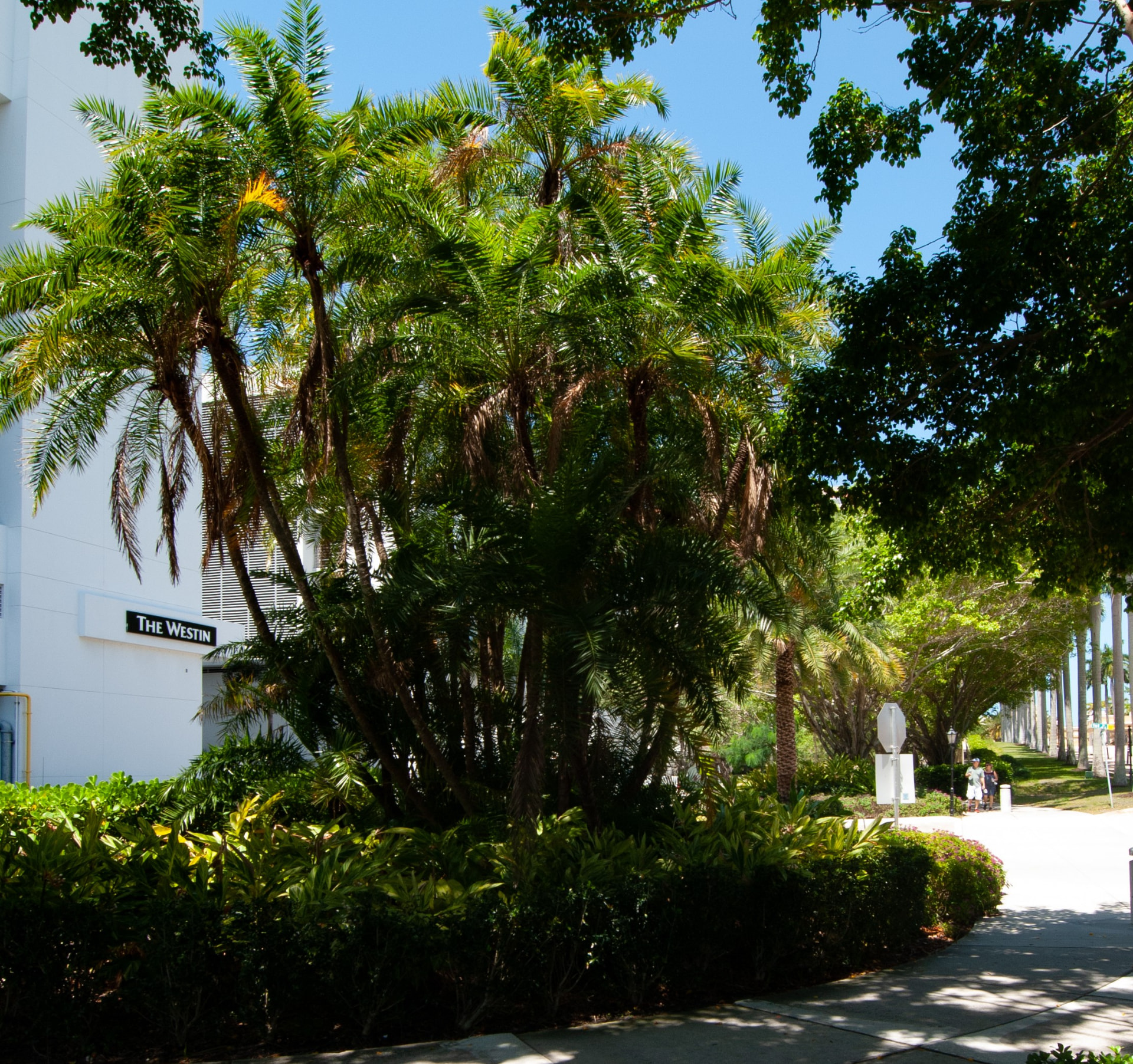 A dense cluster of palms grouped together beside The Westin Sarasota, an example of storm-resilient, hurricane-proof landscape design