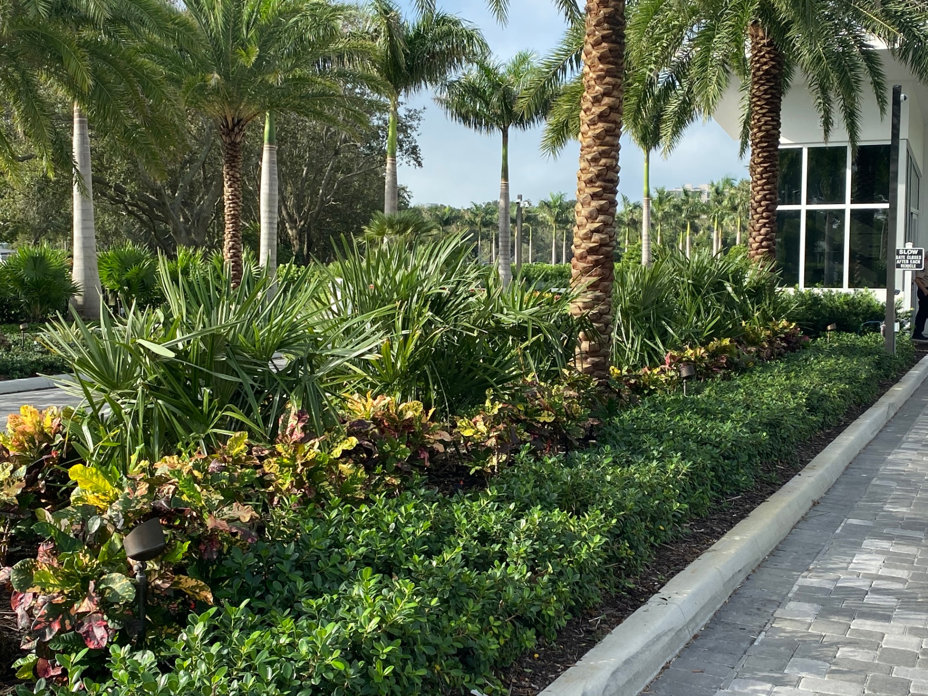 Commercial entry plaza with mature sabal palms, layered understory, and paver walkway