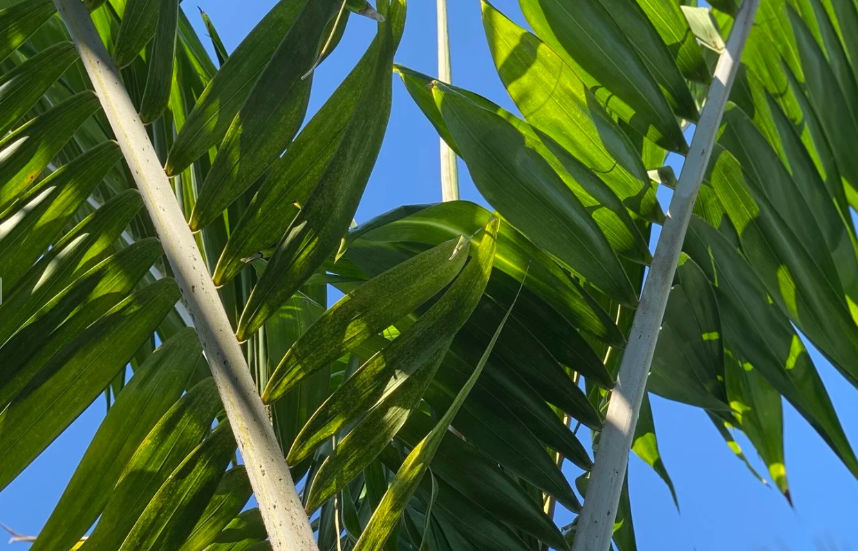 Sunlit palm fronds against bright blue sky at The Westin Sarasota