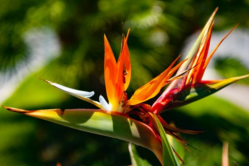 Bird of paradise in bloom