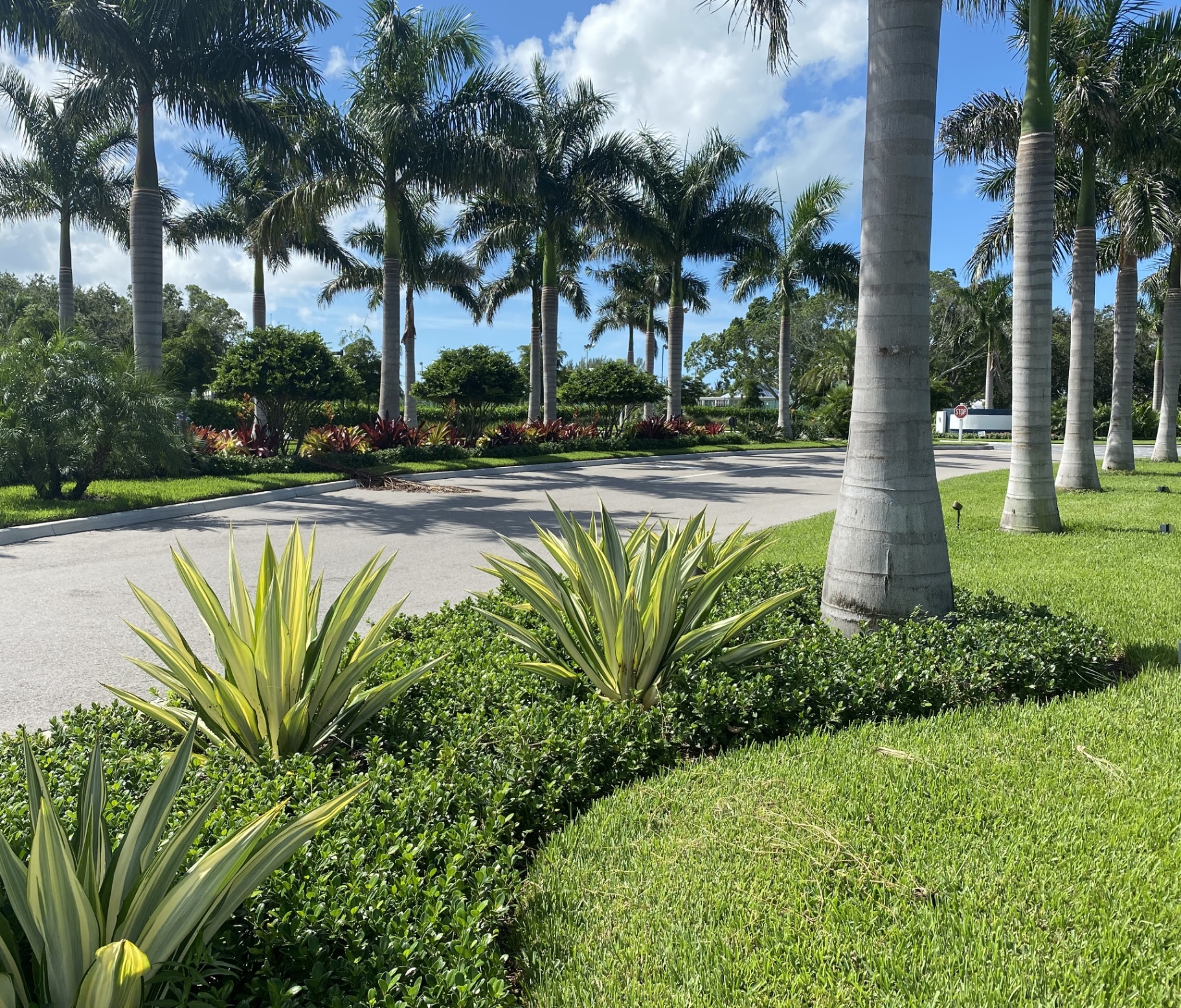 Royal palm-lined entry drive at The Resort at Longboat Key Club with variegated agaves and manicured beds